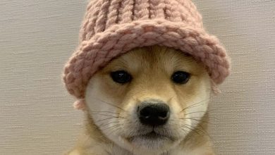 تصویر سگ میم‌کوین Dogwifhat با قیمت ۲۶۰ میلیارد تومان فروخته شد! + عکس